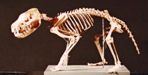 Skeleton of Tasmanian devil