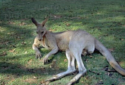An Eastern Grey Kangaroo