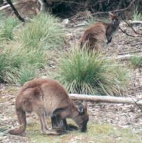 Kangaroos grazing