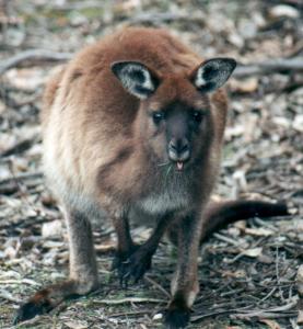 Kangaroo Island Kangaroo