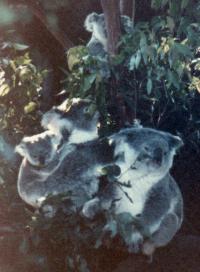 Group of koala