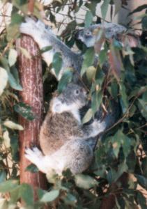 Female with young