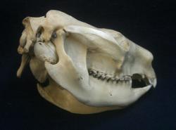 Koala skull