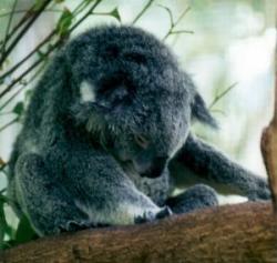 Sleeping koala