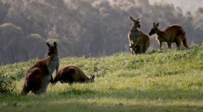 Group of kangaroos