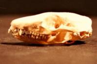 Skull of the brush-tailed marsupial mouse