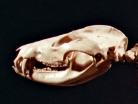 Opossum Skull