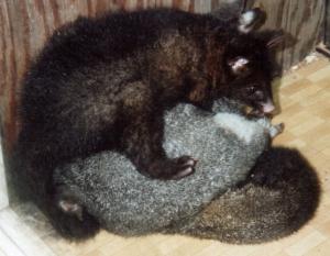 large and small possums