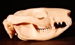 Brushtail possum skull