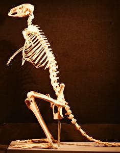 Red kangaroo skeleton