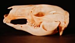 Kangroo skull