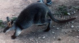 Wallaby crawling
