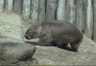 Common Wombat