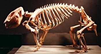 Skeleton of Common Wombat