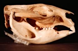Wombat skull