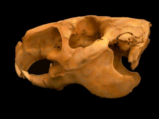 Skull of capybara