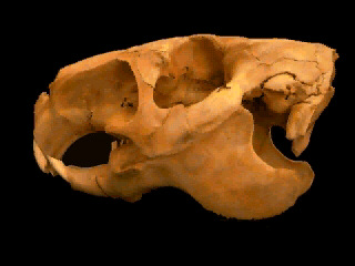 Capybara skull