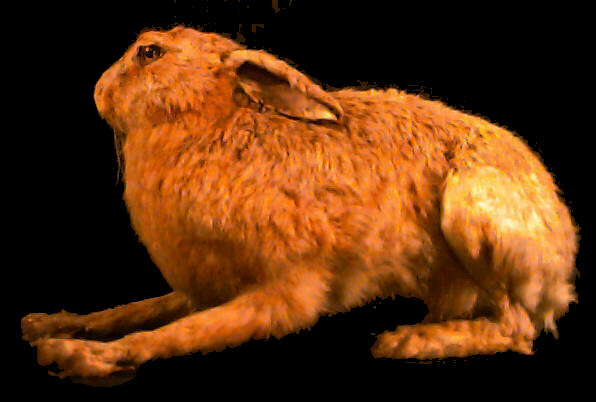 Hare