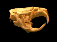 Musk-rat skull
