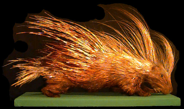 Porcupine