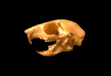 Grey Squirrel Skull