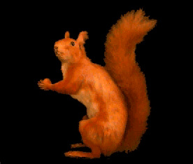 European Red Squirrel