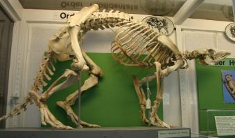 Aardvark skeleton