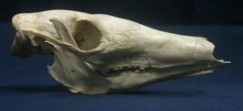 Aardvark skull