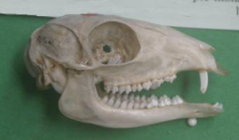 Chevrotain skull