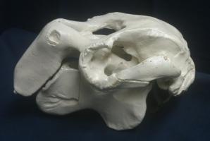 Cast of dugong skull