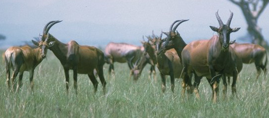 African Topi