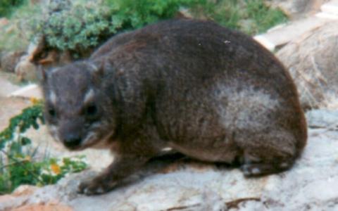 Hyrax