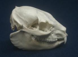 Hyrax skull