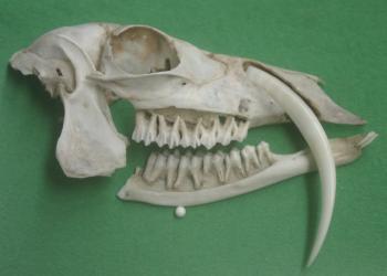 Musk deer skull