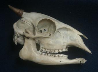 Duiker skull