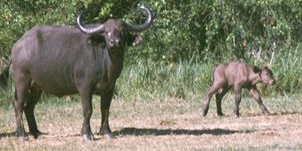 cape buffalo calf