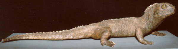 tuatara