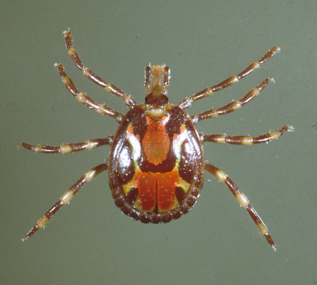 Amblyomma variegatum