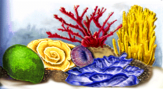coral forms
