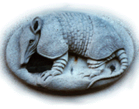 the nine-banded armadillo