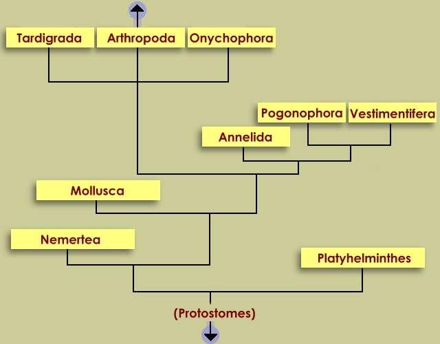 A Deuterostomia eredete - Phylum platyhelminthes protostome vagy deuterostome