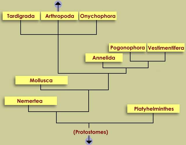 protostoma platyhelminthes)