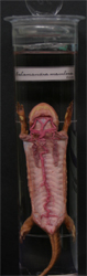 Salamandra maculosa Dissection