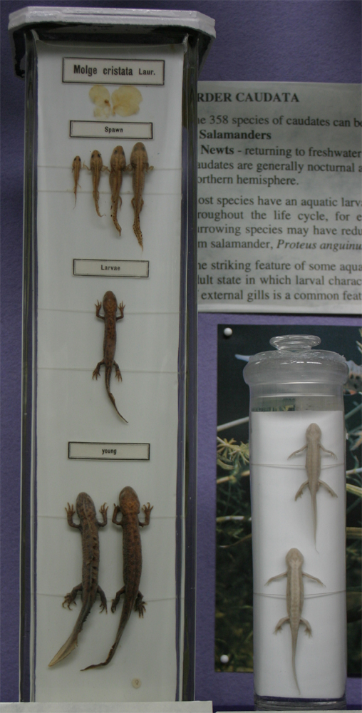 life cycle of a salamander