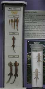 Family Salamandridae