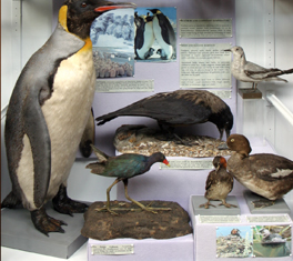 Birds and Aquatic Habitats