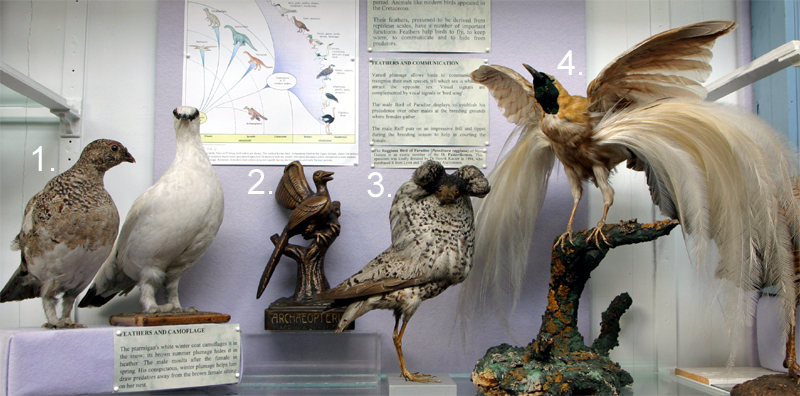 Bird Origins and Feathers