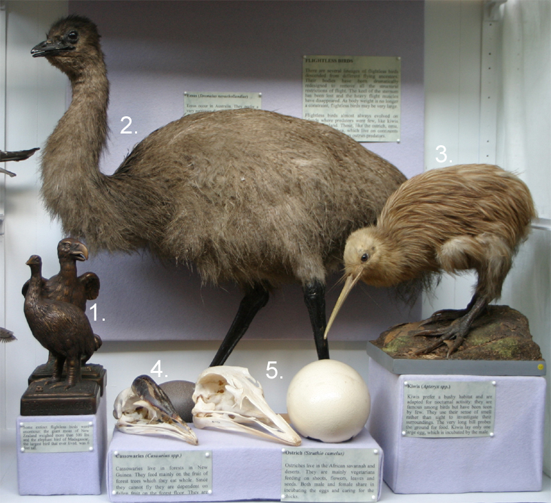 Natural History Collections: FLIGHTLESS BIRDS