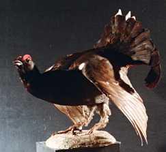 Black Grouse