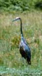 Heron